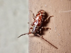 Eupogonius tomentosus