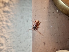 Eupogonius tomentosus