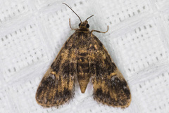 Elophila occidentalis