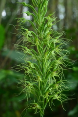 Habenaria pantlingiana