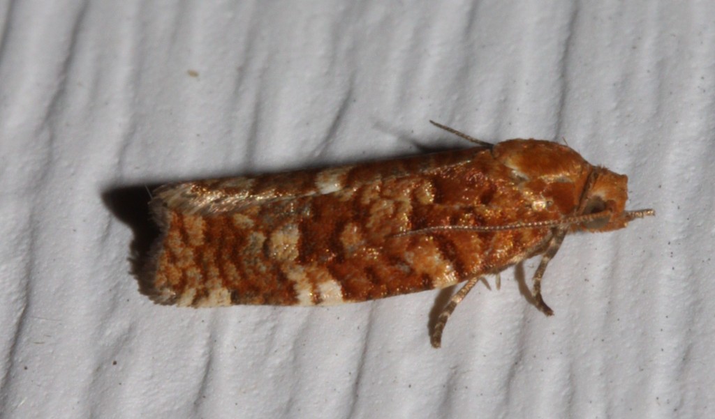 Jack Pine Budworm Moth from Québec, Canada on August 12, 2021 at 11:24 ...