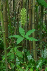 Habenaria pantlingiana