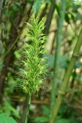 Habenaria pantlingiana
