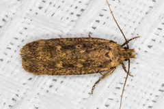 Platyedra subcinerea