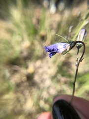 Campanula parryi