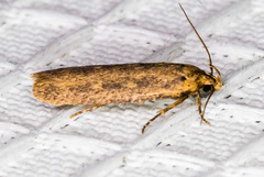 Platyedra subcinerea