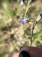 Campanula parryi