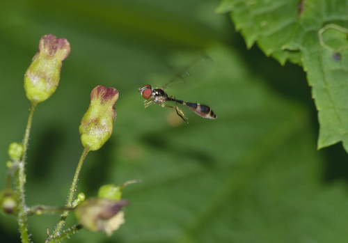 Common Dainty