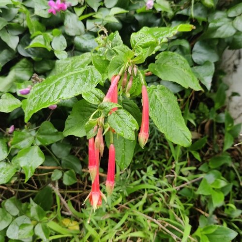 Fuchsia fulgens, photograph 5