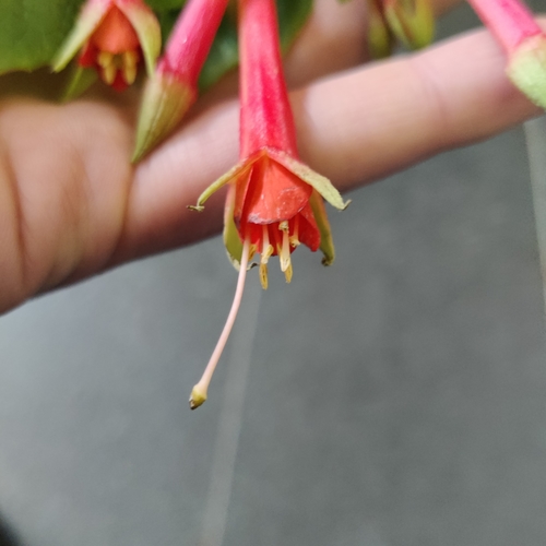 Fuchsia fulgens, photograph 6