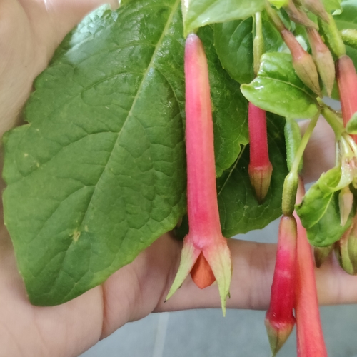 Image of Fuchsia fulgens by (c) Joe Dillon, some rights reserved (CC BY)