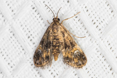 Elophila occidentalis