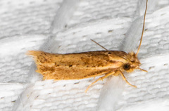 Ypsolopha sp-sw