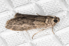 Ectomyelois ceratoniae