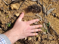Antechinus mimetes