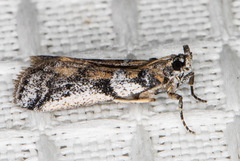 Laetilia dilatifasciella