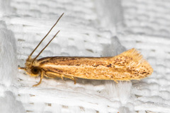 Ypsolopha sp-sw