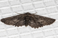 Aethaloida packardaria