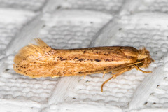 Ypsolopha sp-sw