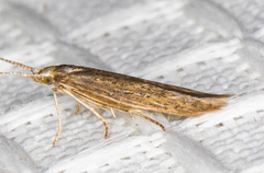 Coleophora glaucella