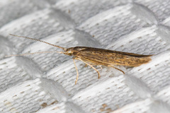 Coleophora glaucella