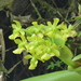 Epidendrum hardingiae - Photo Ningún derecho reservado, subido por Daniel van der Post