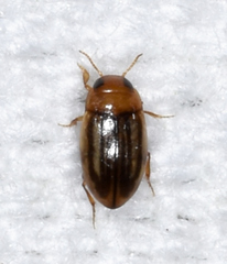 Neobidessus pullus