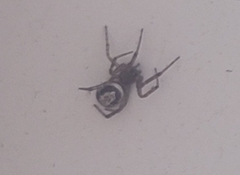 Steatoda nobilis