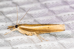 Fissicrambus intermedius