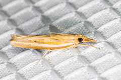 Fissicrambus intermedius