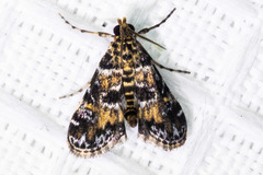 Elophila occidentalis