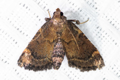 Hypsopygia phoezalis
