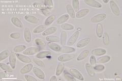 Hymenoscyphus imberbis