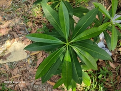 Alstonia