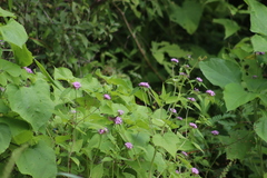 Crusea hispida