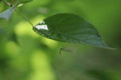 Leuculodes lacteolaria
