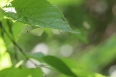 Leuculodes lacteolaria