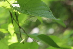Leuculodes lacteolaria