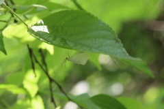 Leuculodes lacteolaria