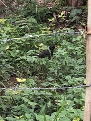 Acridotheres tristis