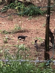 Acridotheres tristis