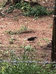 Acridotheres tristis