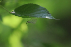 Leuculodes lacteolaria