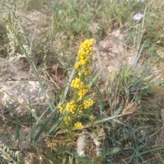 Artemisia palustris