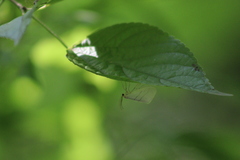 Leuculodes lacteolaria