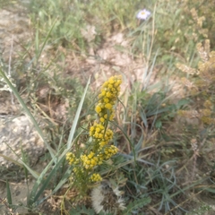Artemisia palustris