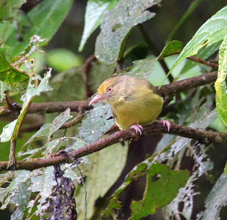 Olivaceous Greenlet photo