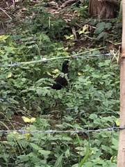 Acridotheres tristis