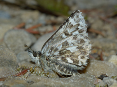 Pyrgus centaureae