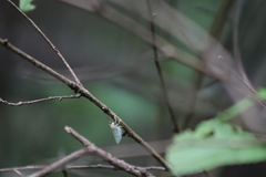 Leuculodes lacteolaria